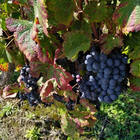 L'echappee Belle En Champagne *