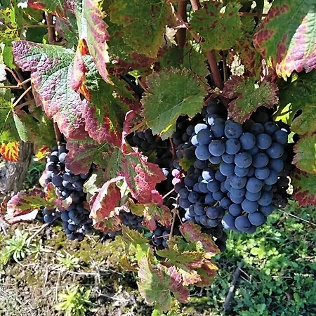 L'echappee Belle En Champagne * Spoy (Aube)