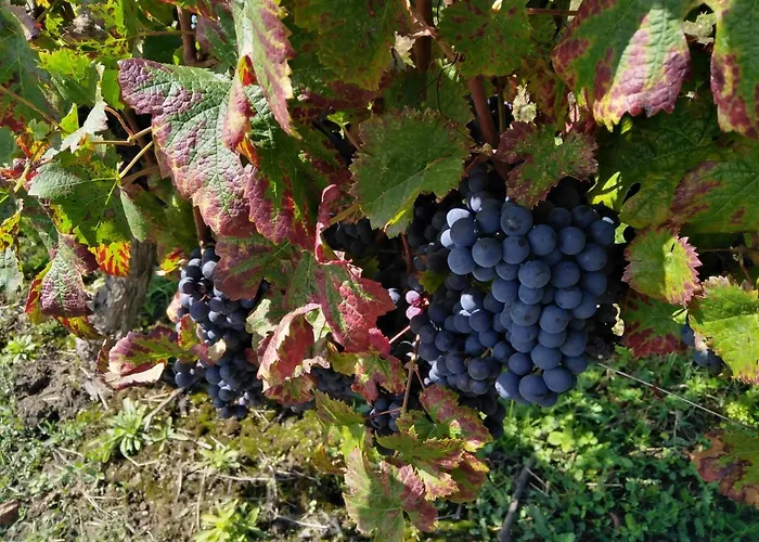 L'echappee Belle En Champagne *